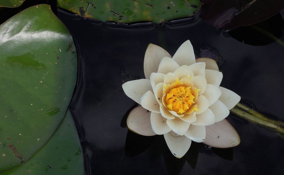 No Mud, No Lotus . . . The Symbolism of the Lotus Flower